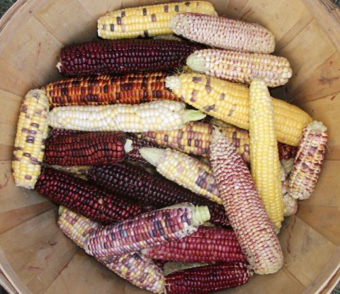 astronomy domine sweet corn