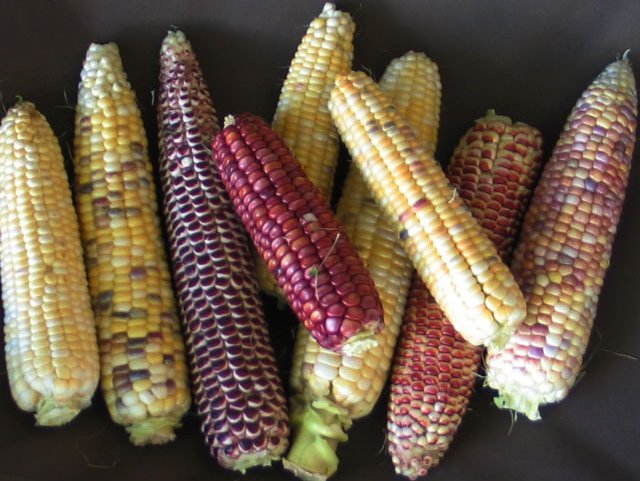 multi-colored sweet corn